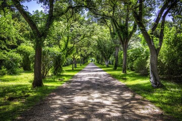 Tunnel-like lime tree avenue in spring, fresh green foliage. Beautiful simple AI generated image in 4K, unique.