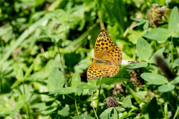 Silver-washed Fritillary butterfly (Argynnis paphia) sitting on pink flower in Zurich, Switzerland