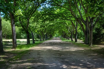 Tunnel-like Avenue of green Trees, Tree Footpath through Park in Spring. Beautiful simple AI generated image in 4K, unique.