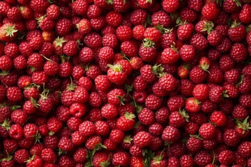Summer bearing Red Raspberry fruit background