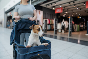 A Caucasian woman walks along the mall with her Jack Russell Terrier dog in a stroller. 