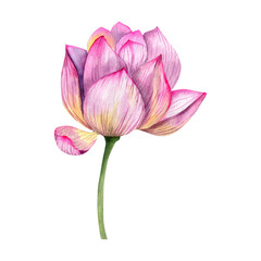 Pink lotus flower blossom watercolor illustration. Hand drawn botanical water lily clipart, lake blooming element for cosmetics, wellness, japanese bath, spa center poster design