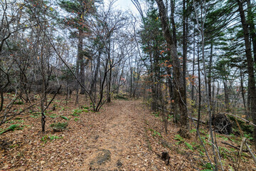 In Autumn Forest. Natural background.
