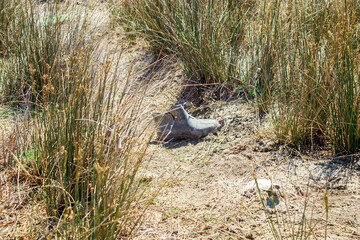 rubber boat shoes thrown into the field