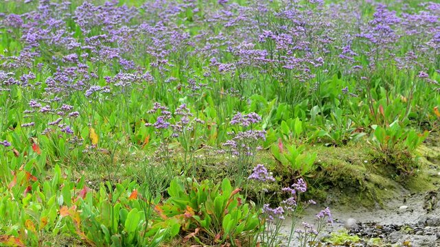 Common sea-lavender (Limonium vulgare) in flower in saltmarsh / salt marsh along the North Sea coast in summer