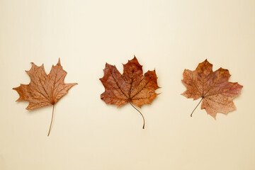 Golden orange autumn leaves of maple tree. Top view