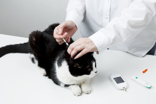 Use of glucometer for cat blood glucose test, insulin syringe. Pets and diabetes concept