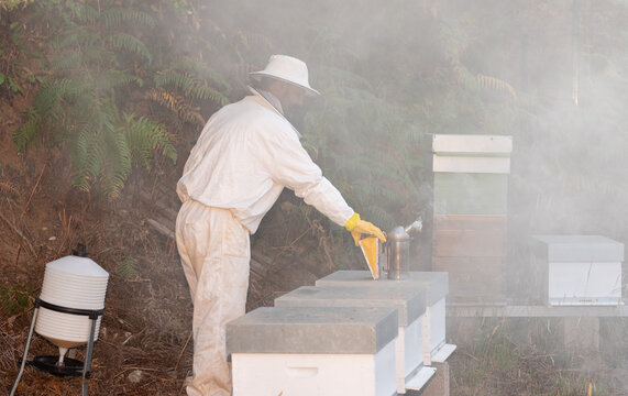 beekeeper using smoker for bees