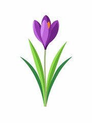 Crocus plant vector illustration