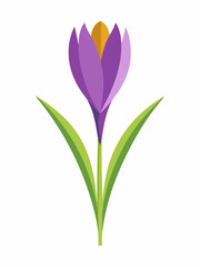Naklejka premium Crocus plant vector illustration