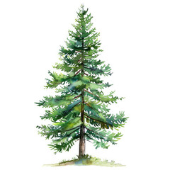 Fototapeta premium Vibrant Watercolor Illustration of a Tall Pine Tree with Rich Green Needles