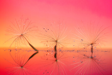 Nasiona Dmuchawców na różowym tle. © mycatherina