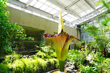 ショクダイオオコンニャク　amorphophallus　titanum京都府立植物園
