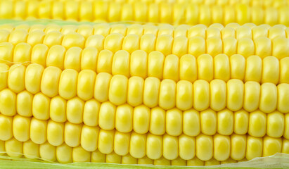 Yellow ripe sweet corn. Natural background. Close-up.