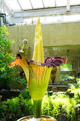 ショクダイオオコンニャク　amorphophallus　titanum京都府立植物園