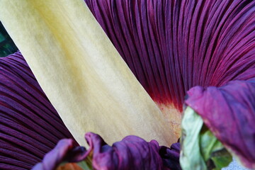 ショクダイオオコンニャク　amorphophallus　titanum京都府立植物園
