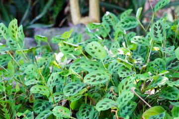 カラテア　calathea　京都府立植物園