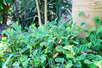 カラテア　calathea　京都府立植物園