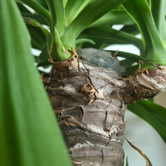 House plant palm tree, not afraid of cold, green