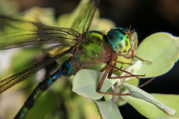 Macro of a dragonfly on a green leaf.