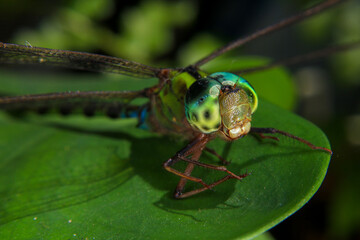 Macro of a dragonfly on a green leaf.
