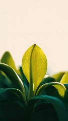Obraz premium A close up of a leaf with the sun shining through it, AI