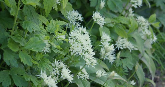 Mid shot of wild garlic foliage and flowers