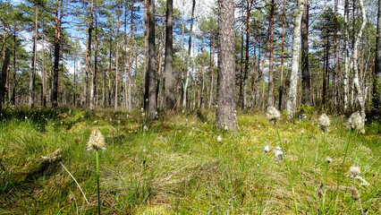 Beautiful spring in Latvian pine trees forest, May 22, 2017.
