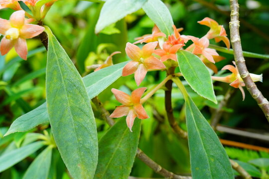 アロプレクツス カロクラミス Alloplectus calochlamys　京都府立植物園