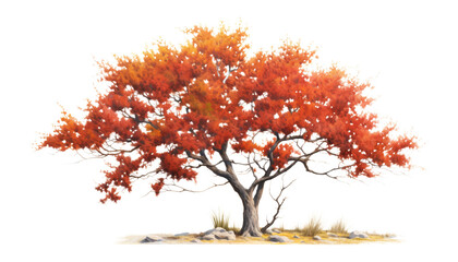 autumn tree watercolor isolated on transparent background cutout