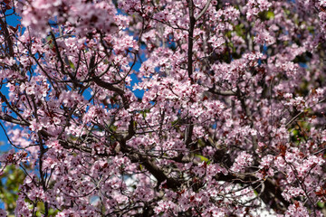 Rose tree flowers in spring Ronda, February 19, 2024.