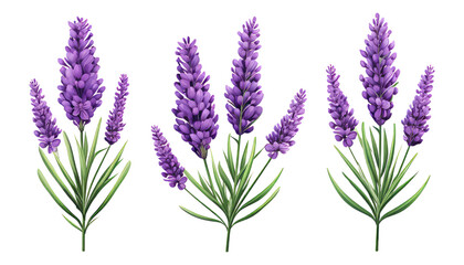 Naklejka premium bunch of lavender watercolor isolated on transparent background cutout
