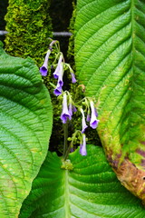 ウシノシタ　ストレプトカーパスミケルモレイ　Streptocarpus michelmorei　京都府立植物園