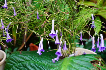 ウシノシタ　ストレプトカーパスミケルモレイ　Streptocarpus michelmorei　京都府立植物園