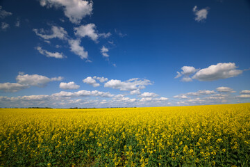 Fototapeta premium agricultural field with yellow rapeseed flowers, against a blue sky with white clouds, a bright spring landscape on a sunny day, a beautiful scene