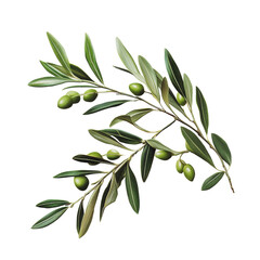PNG Olive branch with green olives