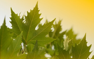 maple leaf in park 2