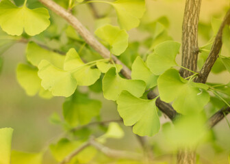 Ginkgo branch in the park