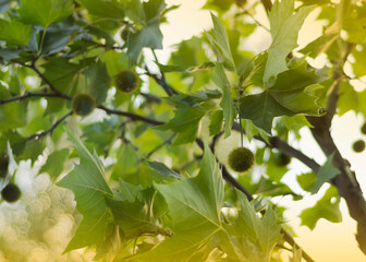 Oriental plane tree - immature fruit
