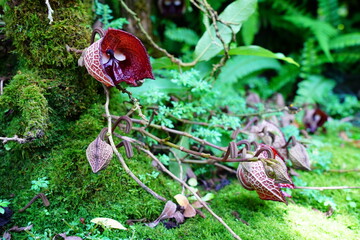 アリストロキア　Aristolochia arborea linden　京都府立植物園、
