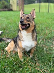 swedish vallhund dog