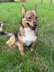 swedish vallhund dog