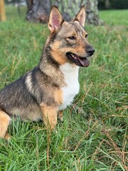 swedish vallhund dog
