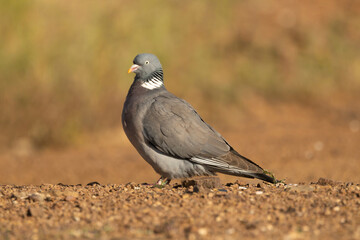 Pigeon standing on the ground