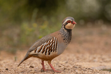 Partridge standing on the ground