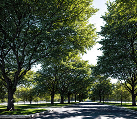 Obraz premium A street with trees lining the sidewalk