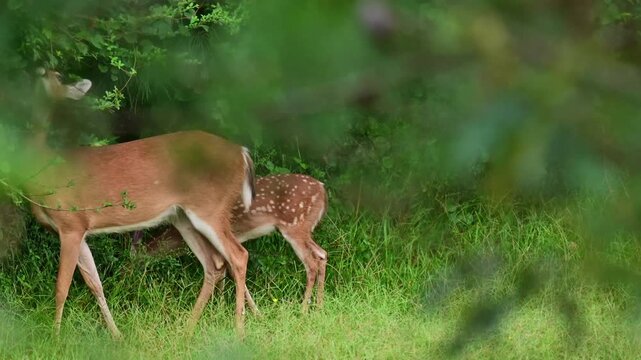 Whitetail doe and faun grazing in glade at the edge of woods