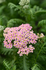 Milly Rock Rose Yarrow flowers