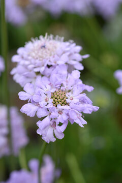 Dove scabious Flutter Deep Blue flowers