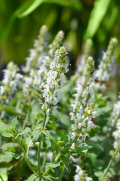 Balcan clary Salute White flowers